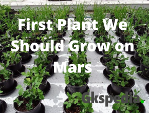 First Plant We Should Grow on Mars