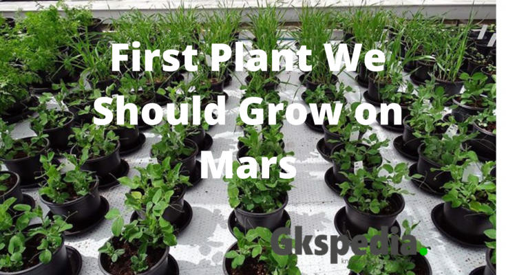 First Plant We Should Grow on Mars
